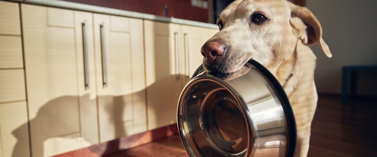 Cute labrador retriever is holding dog bowl in his mouth in home kitchen. Hungry dog with sad eyes is waiting for feeding in morning light.